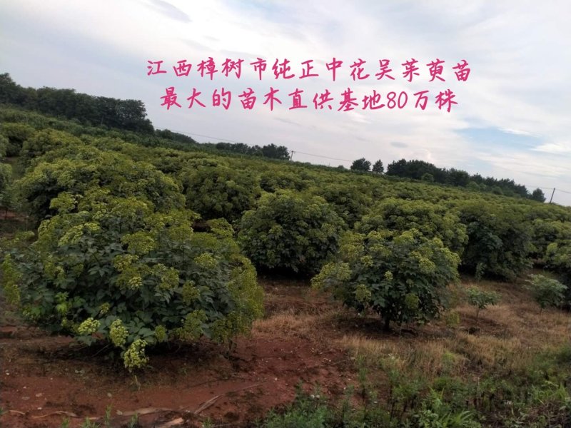 纯正江西中花吴茱萸苗，基地直供，质优价廉。