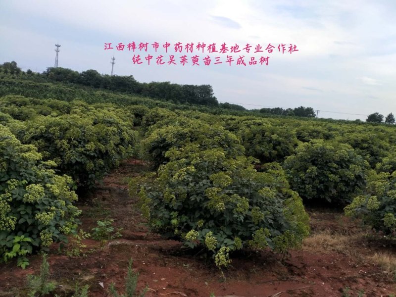 纯正江西中花吴茱萸苗，基地直供，质优价廉。