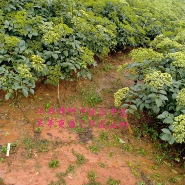 纯正江西中花吴茱萸苗，基地直供，质优价廉。
