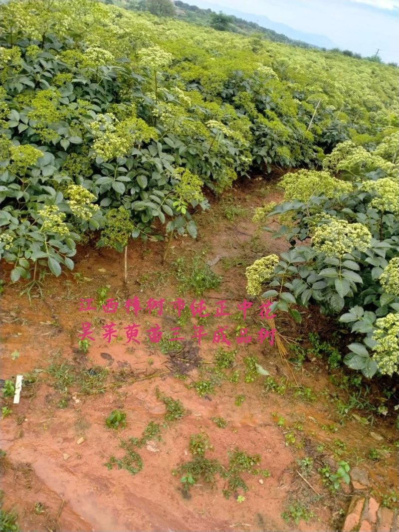 纯正江西中花吴茱萸苗，基地直供，质优价廉。