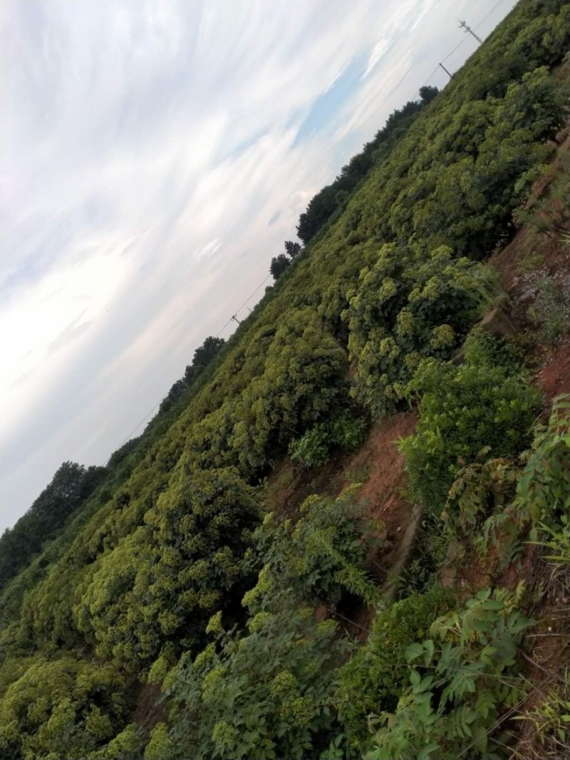 纯正江西中花吴茱萸苗，基地直供，质优价廉。