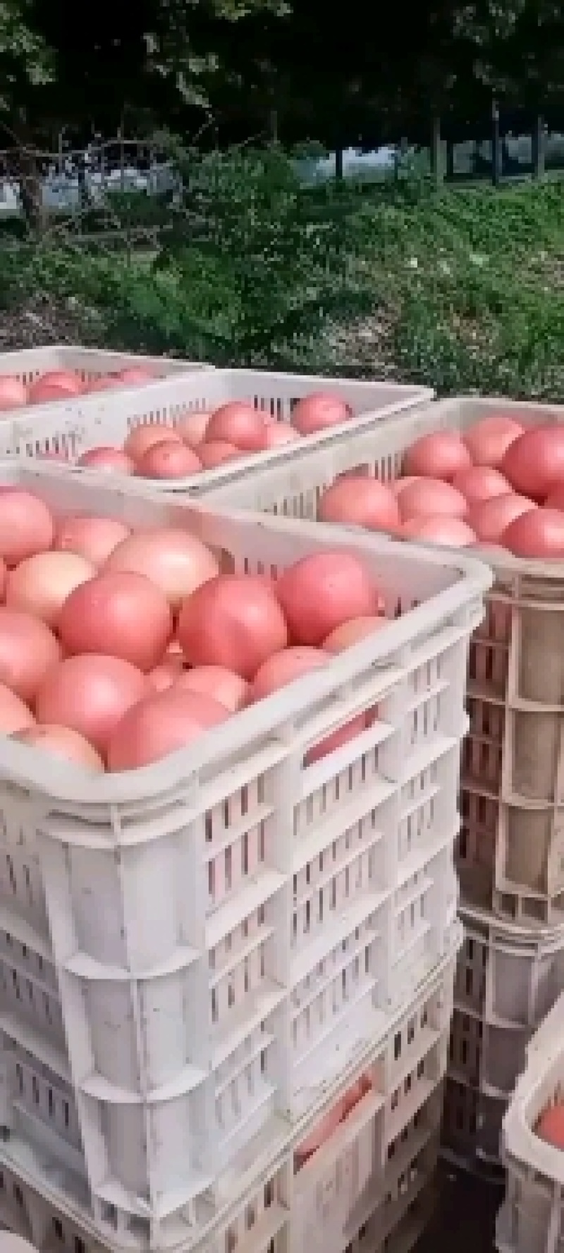 精品西红柿，开始上市，京粉一号，产地直供，