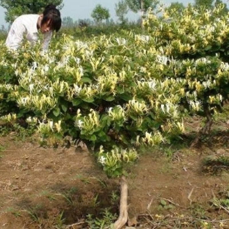 金银花大树，金银花大树树苗