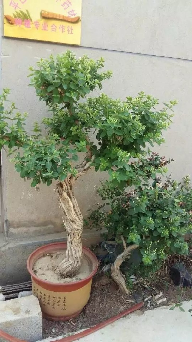 金银花大树，金银花大树树苗