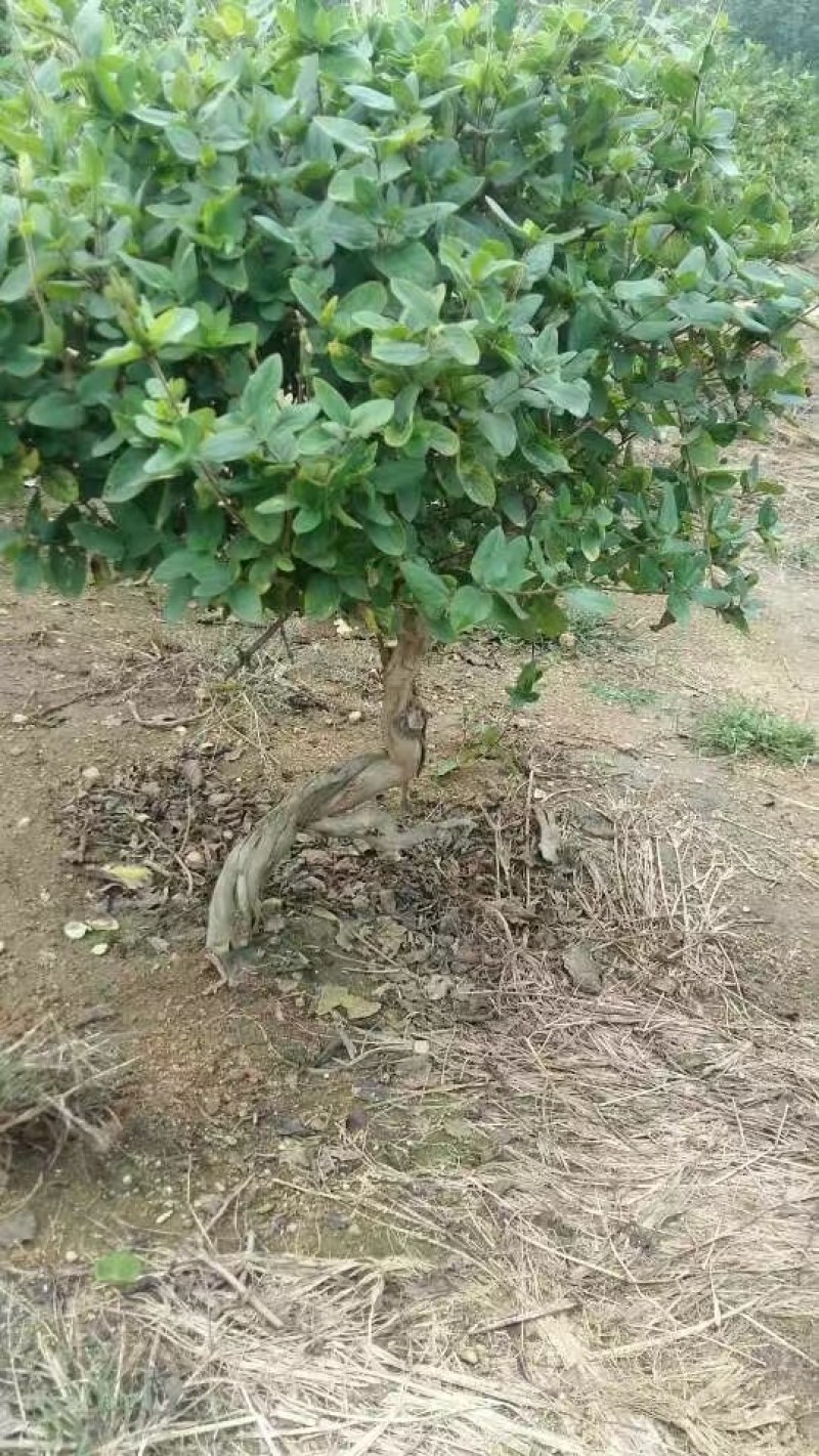 金银花大树，金银花大树树苗