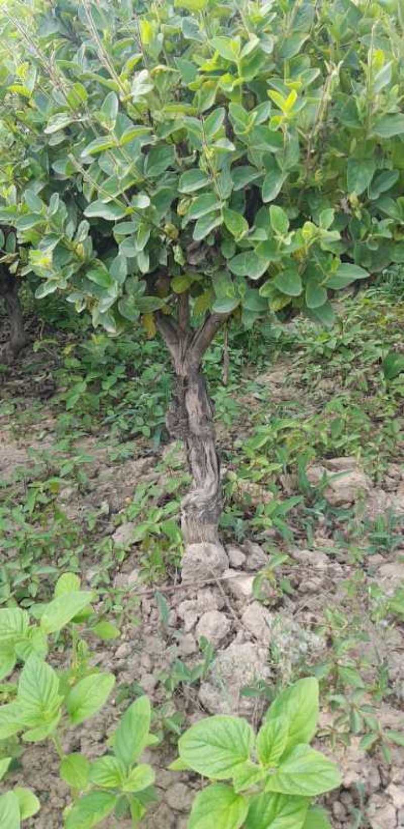 金银花大树，金银花大树树苗