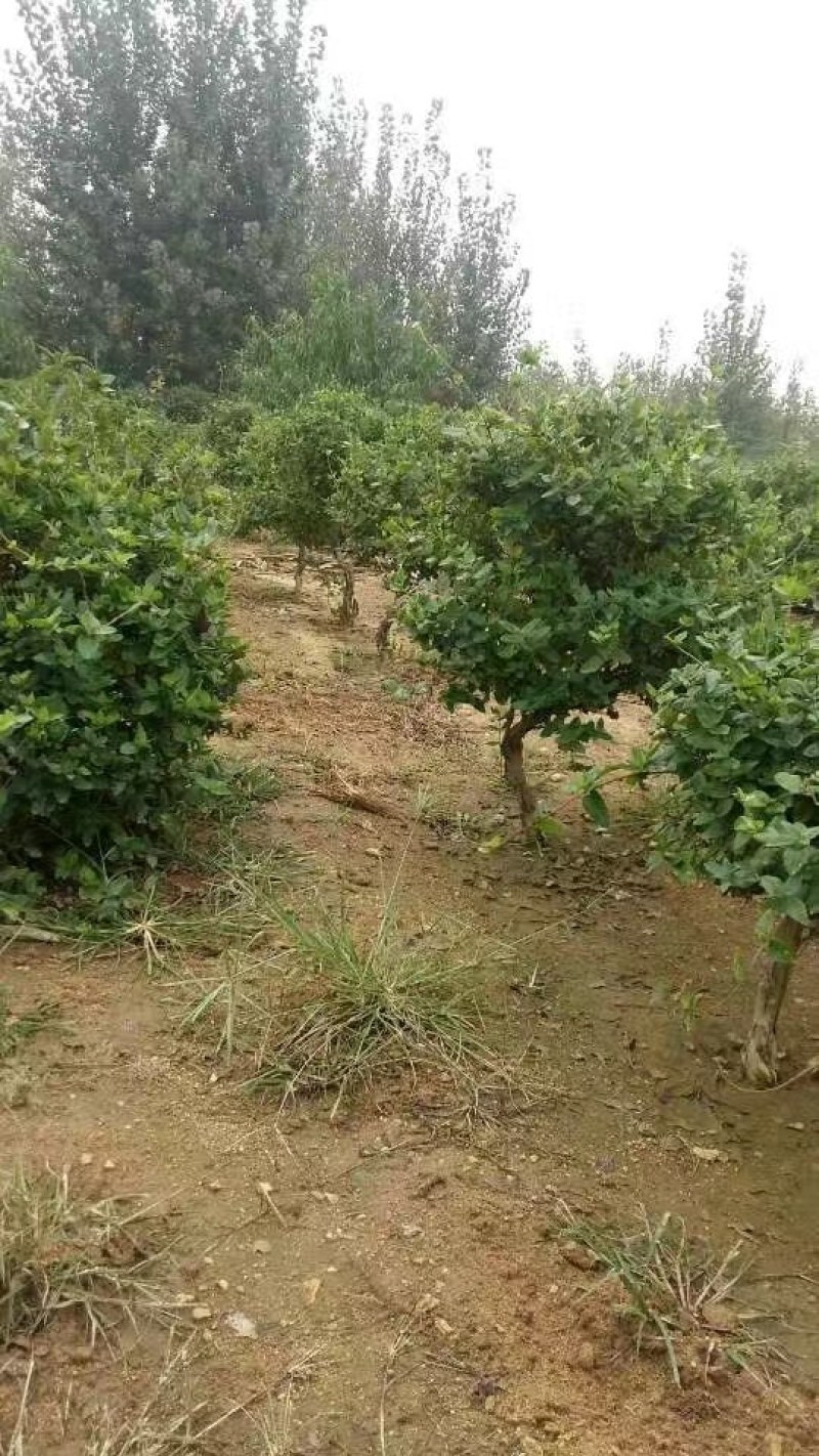 金银花大树，金银花大树树苗