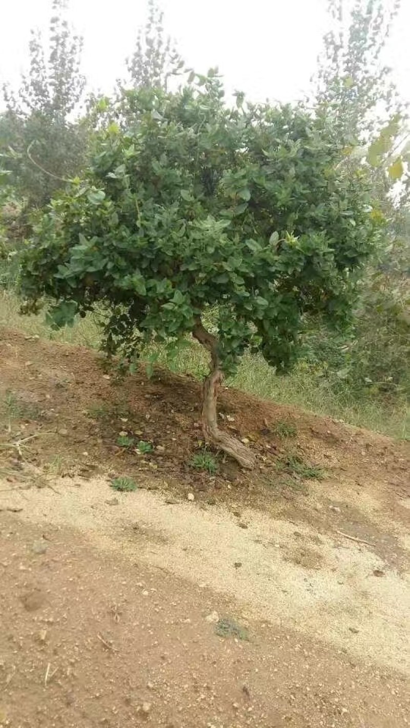 金银花大树，金银花大树树苗