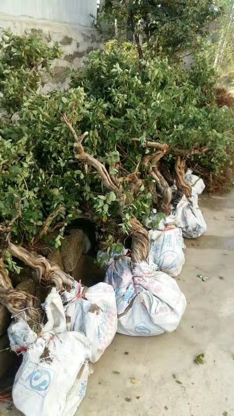 金银花大树，金银花大树树苗