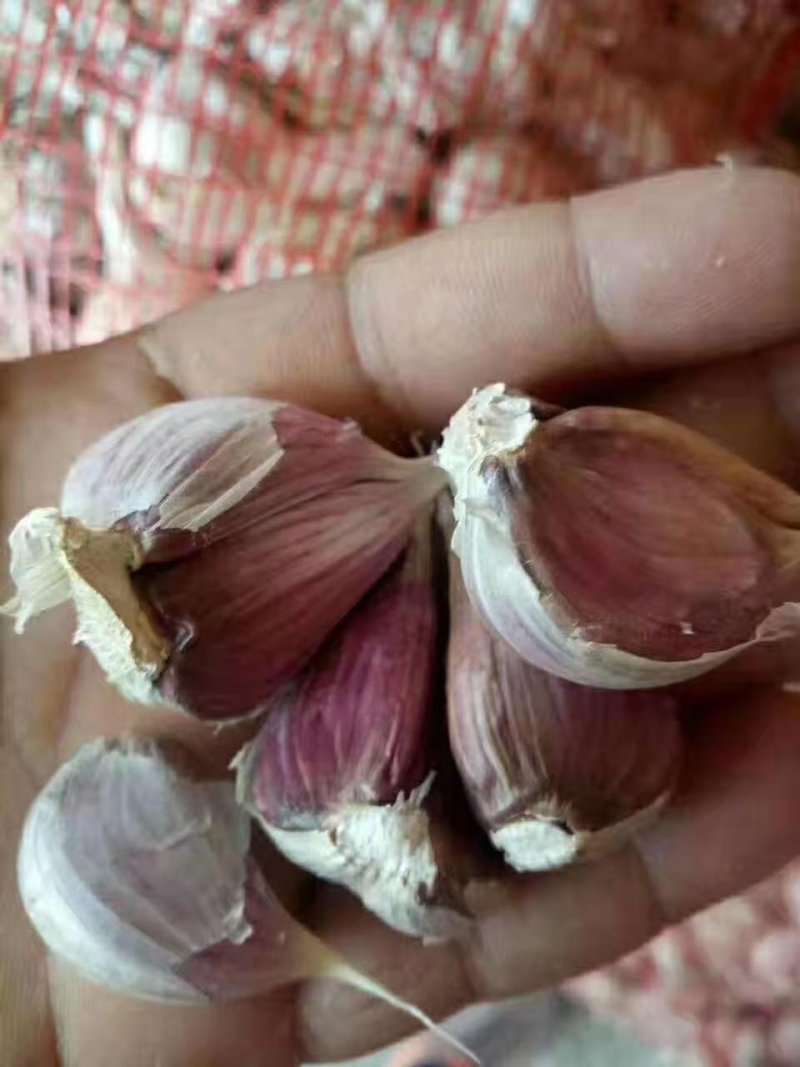 山东临沂大蒜狗牙子蒜四六瓣大蒜品种优良