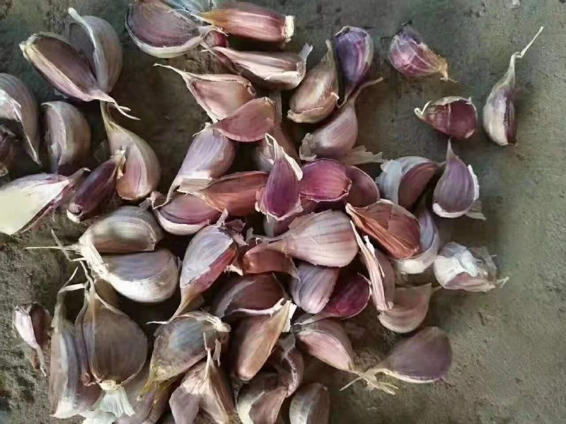 山东临沂大蒜狗牙子蒜四六瓣大蒜品种优良