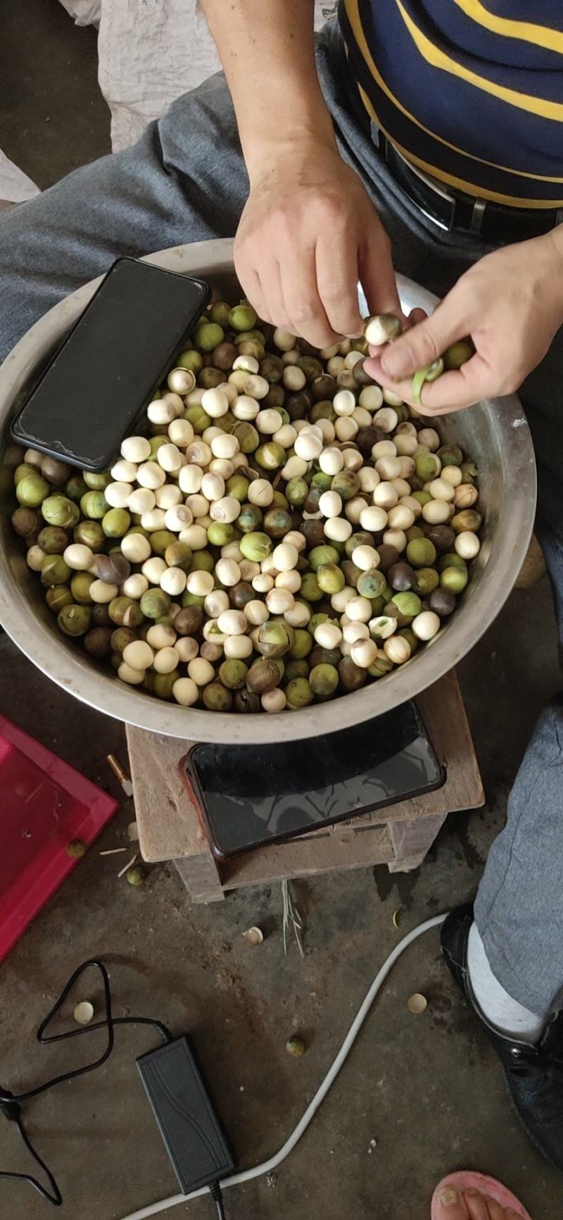 莲蓬，药莲蓬，新鲜莲蓬大量有货质量保证欢迎采购