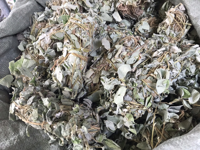 金钱草广西大叶野生金钱草新货支持一件代发