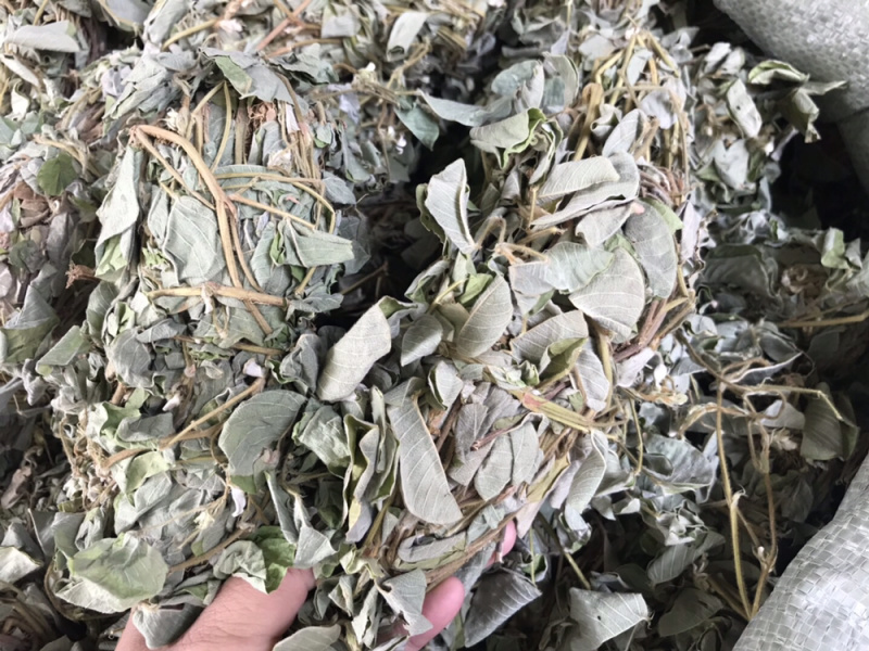 金钱草广西大叶野生金钱草新货支持一件代发