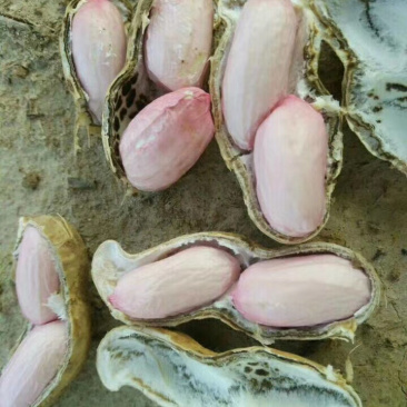 新鲜大果花生,河南开封祥符区新鲜大果花生大量上市。
