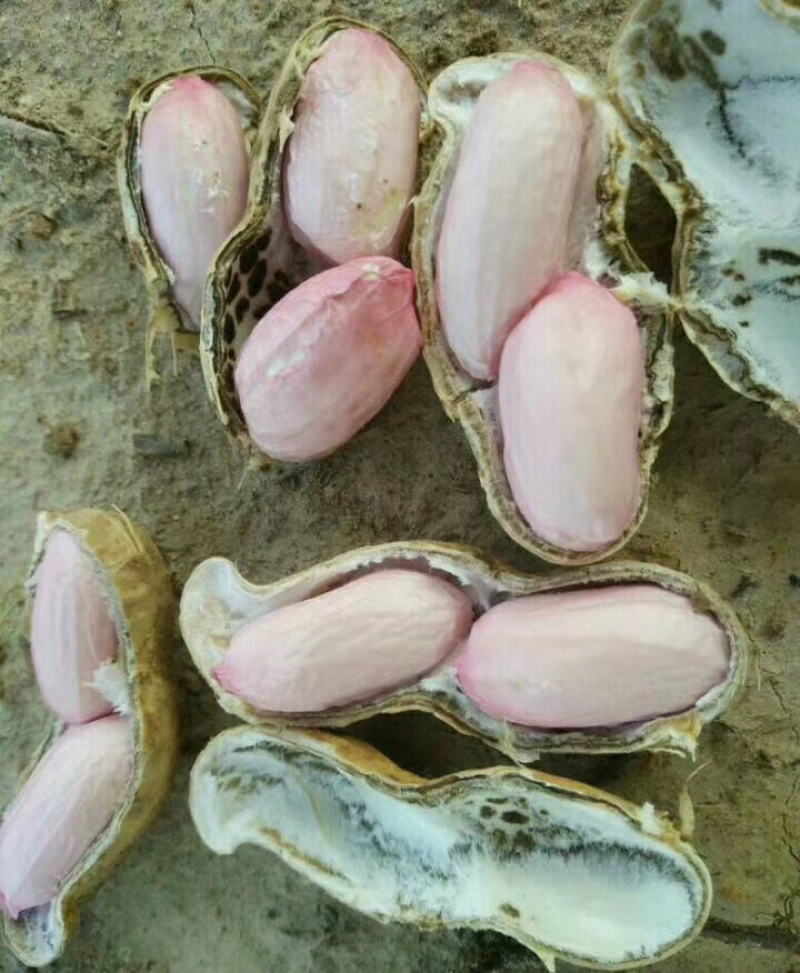 新鲜大果花生,河南开封祥符区新鲜大果花生大量上市。