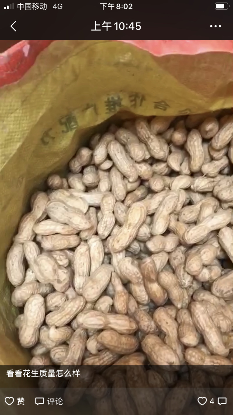 新鲜大果花生,河南开封祥符区新鲜大果花生大量上市。