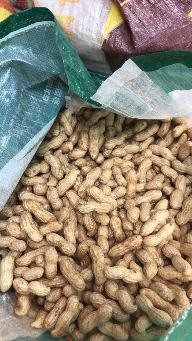 新鲜大果花生,河南开封祥符区新鲜大果花生大量上市。