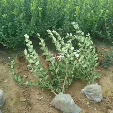 河北卫矛高50规格齐全四季常绿易成活根系发达庭院绿化