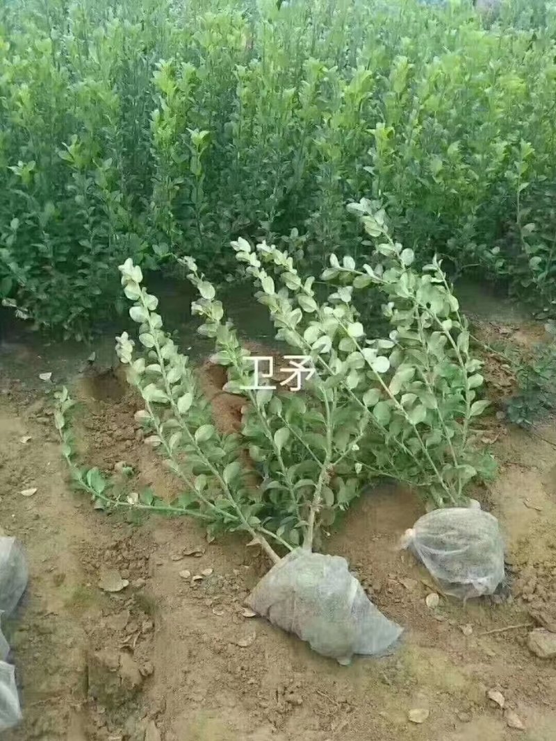 河北卫矛高50规格齐全四季常绿易成活根系发达庭院绿化