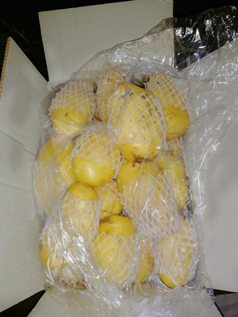 滕州荷兰十五土豆