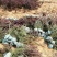 红叶小檗紫叶小檗河北保定红叶小檗基地直销根系发达庭院绿篱