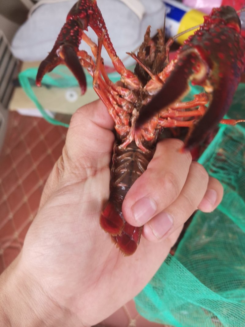 小龙虾