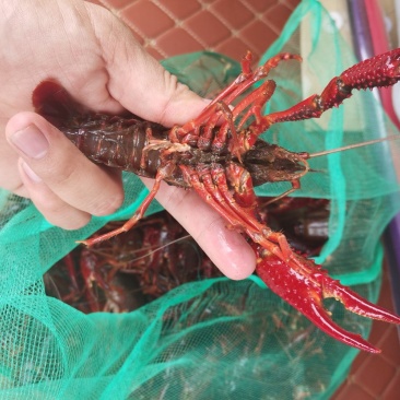 小龙虾