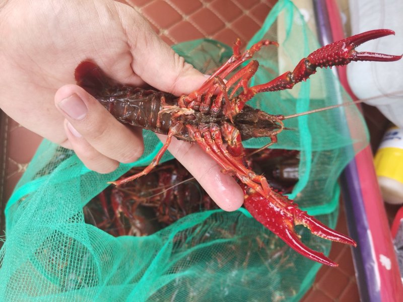 小龙虾