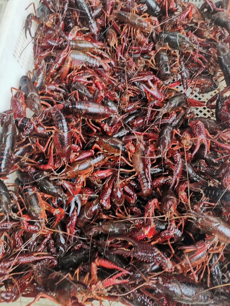 小龙虾