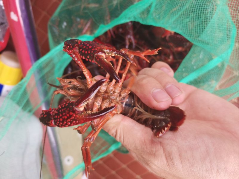 小龙虾