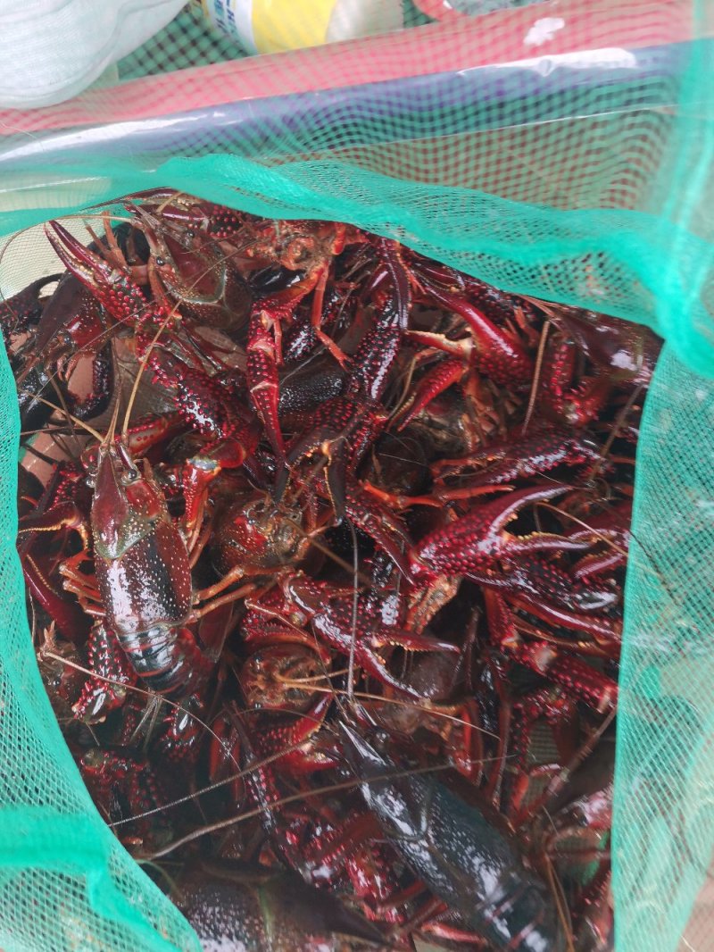 小龙虾