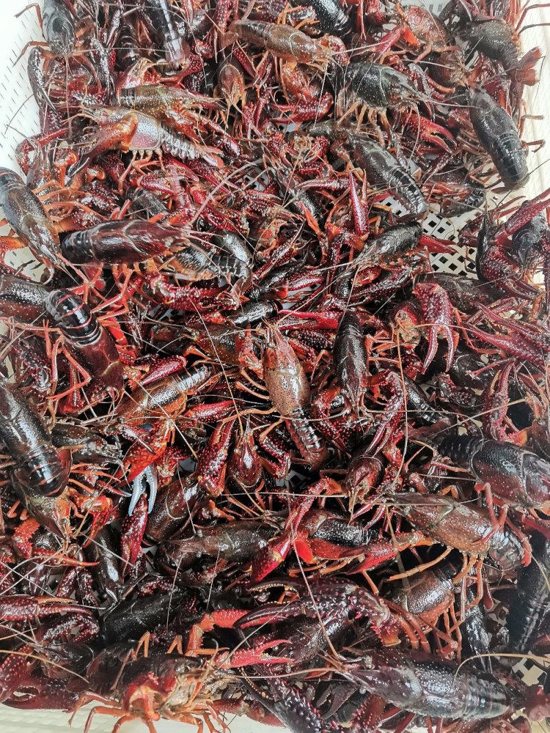 小龙虾