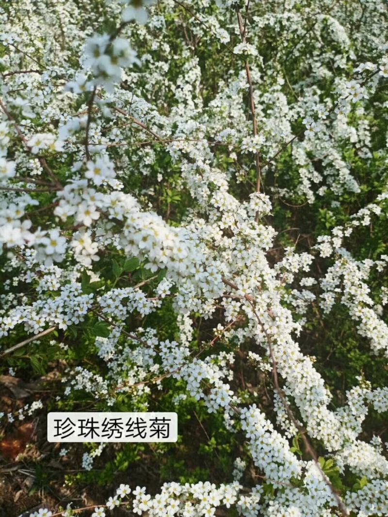 各规格珍珠绣线菊球绣线菊苗