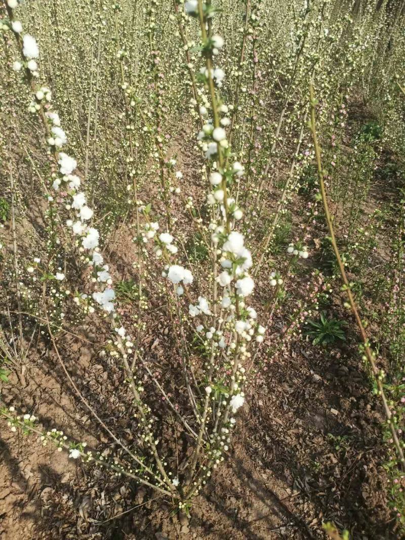 各规格珍珠绣线菊球绣线菊苗
