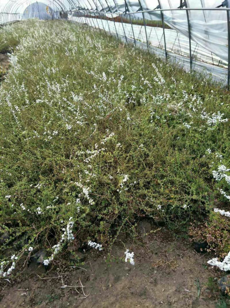各规格珍珠绣线菊球绣线菊苗