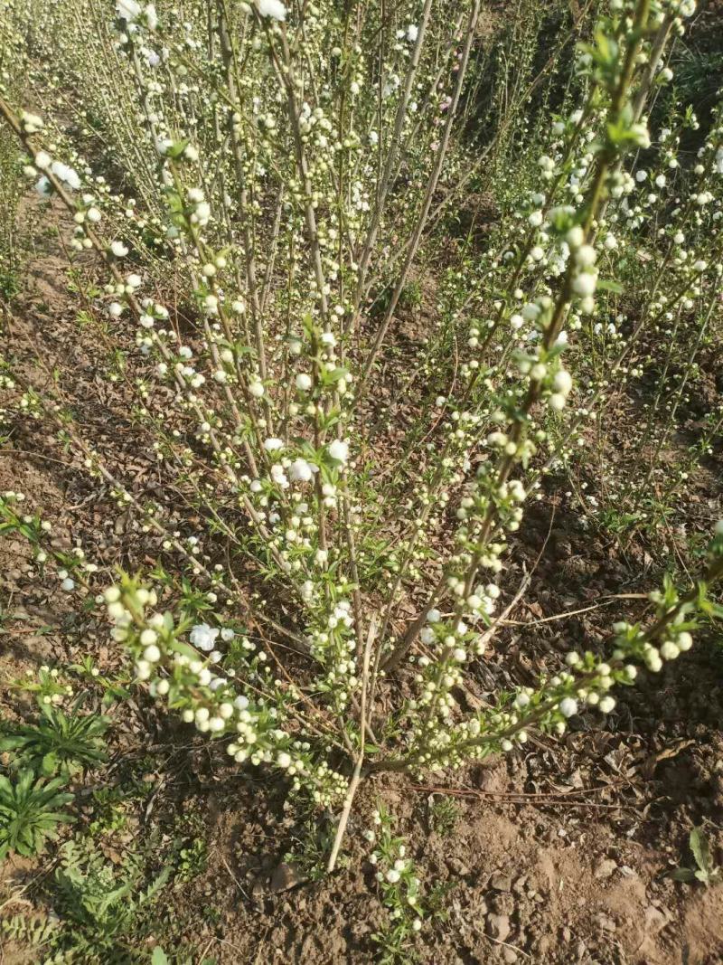 各规格珍珠绣线菊球绣线菊苗