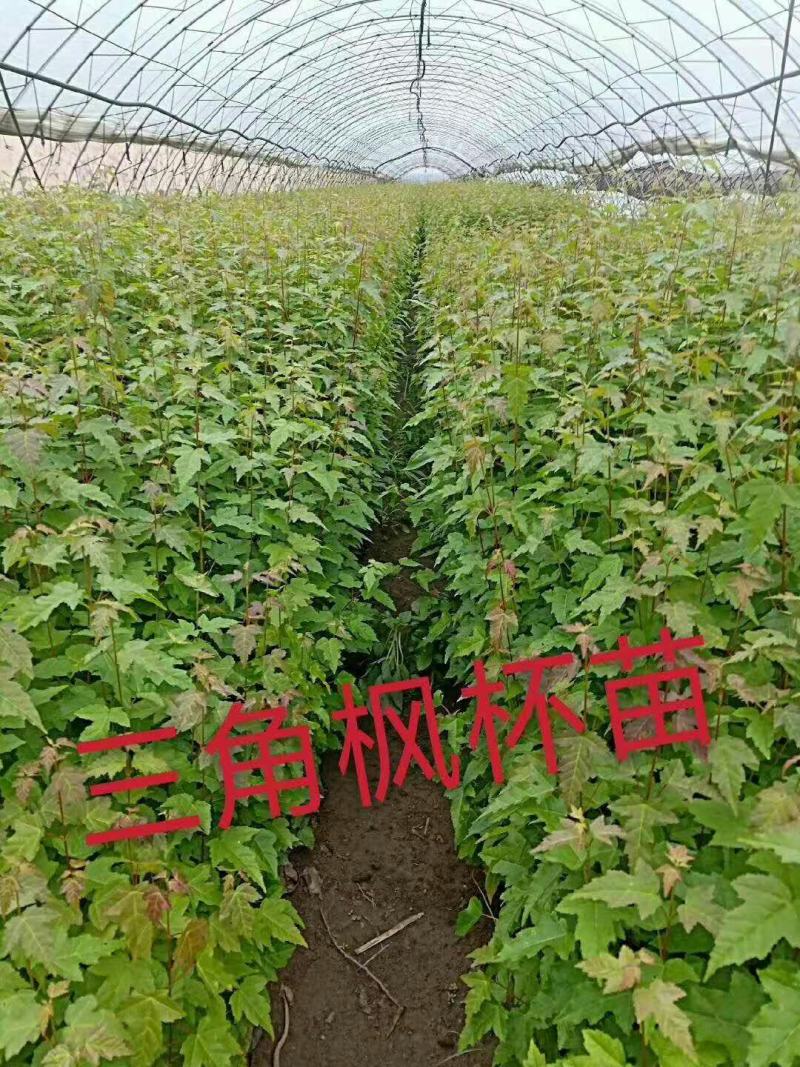三角枫球