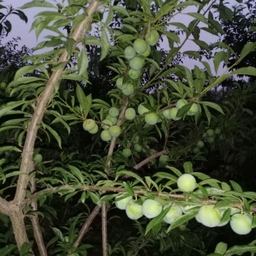 清脆李，甜蜜日子必定来。
