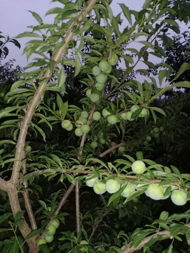 清脆李，甜蜜日子必定来。