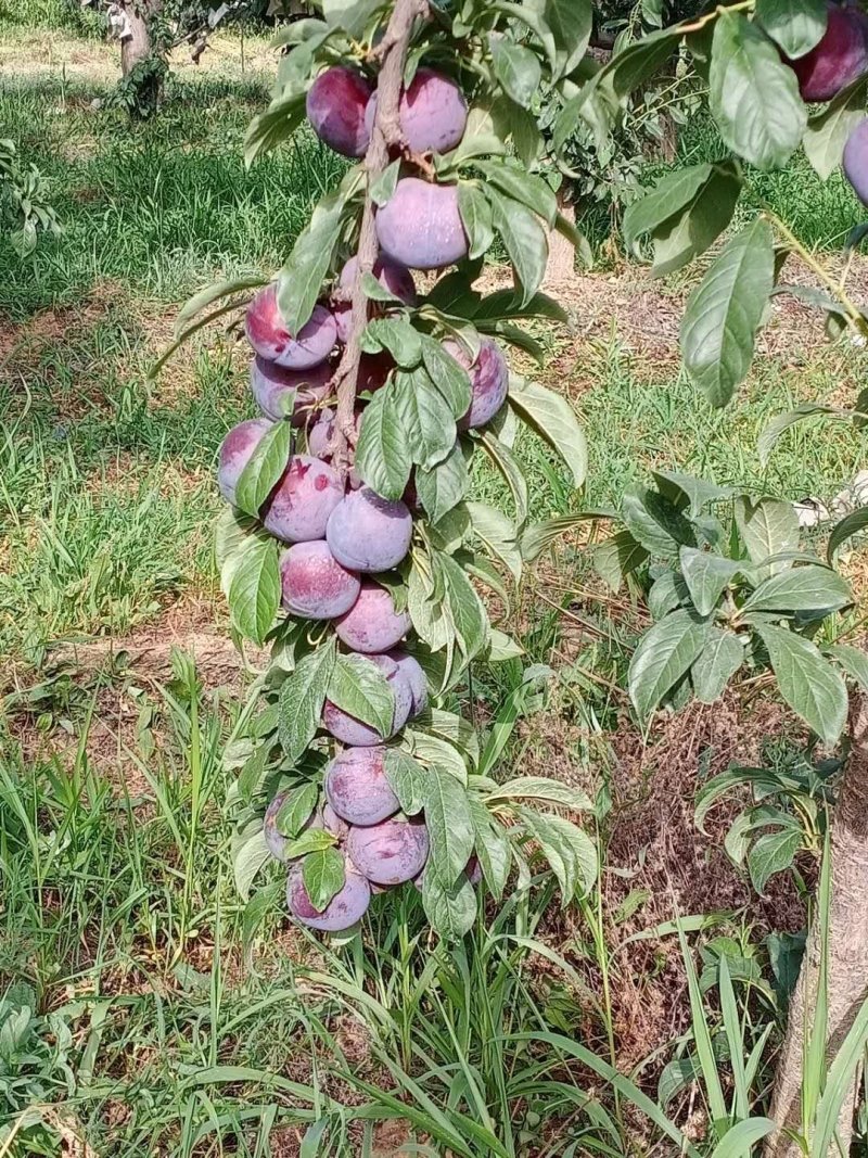 清脆李，甜蜜日子必定来。