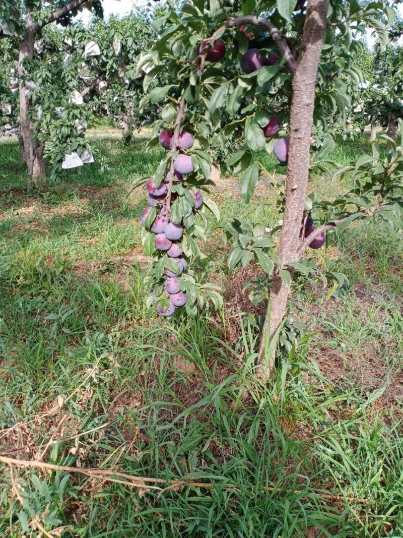 清脆李，甜蜜日子必定来。