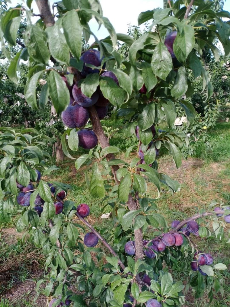 清脆李，甜蜜日子必定来。