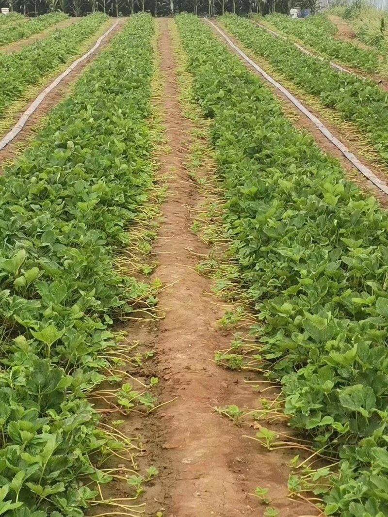 甜宝草莓苗提供技术济南张二草莓苗欢迎订购济南甜宝草莓苗