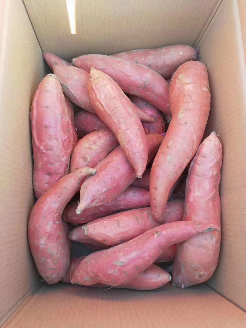 【精品红薯】烟薯25，保甜保软，质量保证，诚信雄安蜜薯