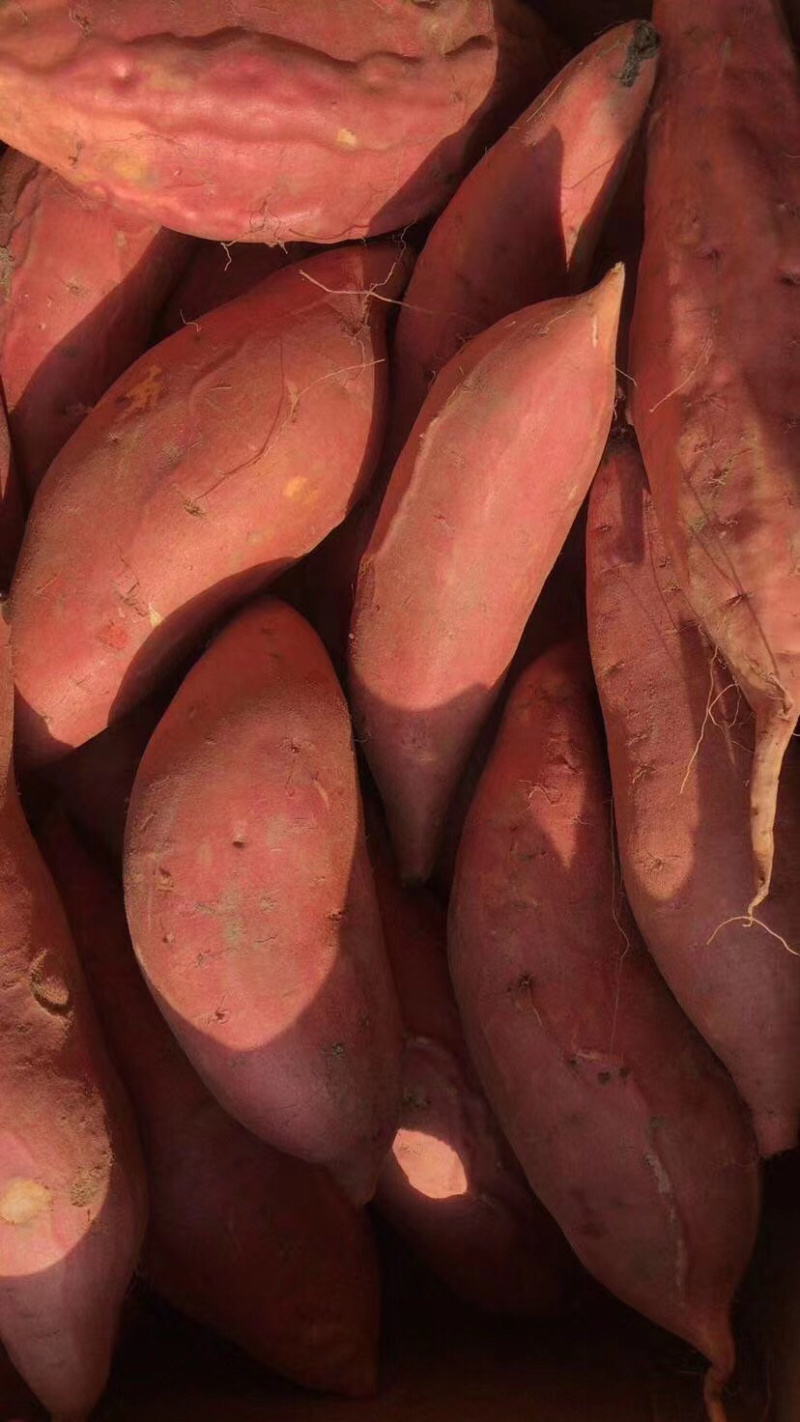 雄县小红薯，龙薯九，雄安红薯大量供应，物美价廉