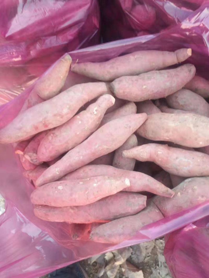 雄县小红薯，龙薯九，雄安红薯大量供应，物美价廉