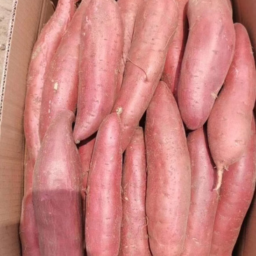 雄县小红薯,龙薯九,雄安红薯大量供应,物美价廉