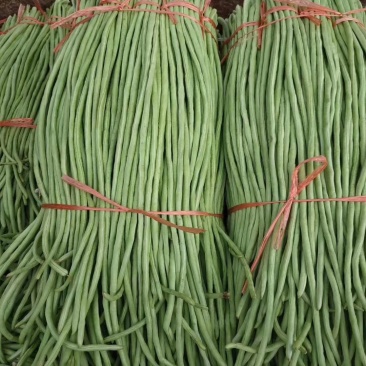 新野本地豇豆大量出货，颜色绿，产地直供，货优价廉