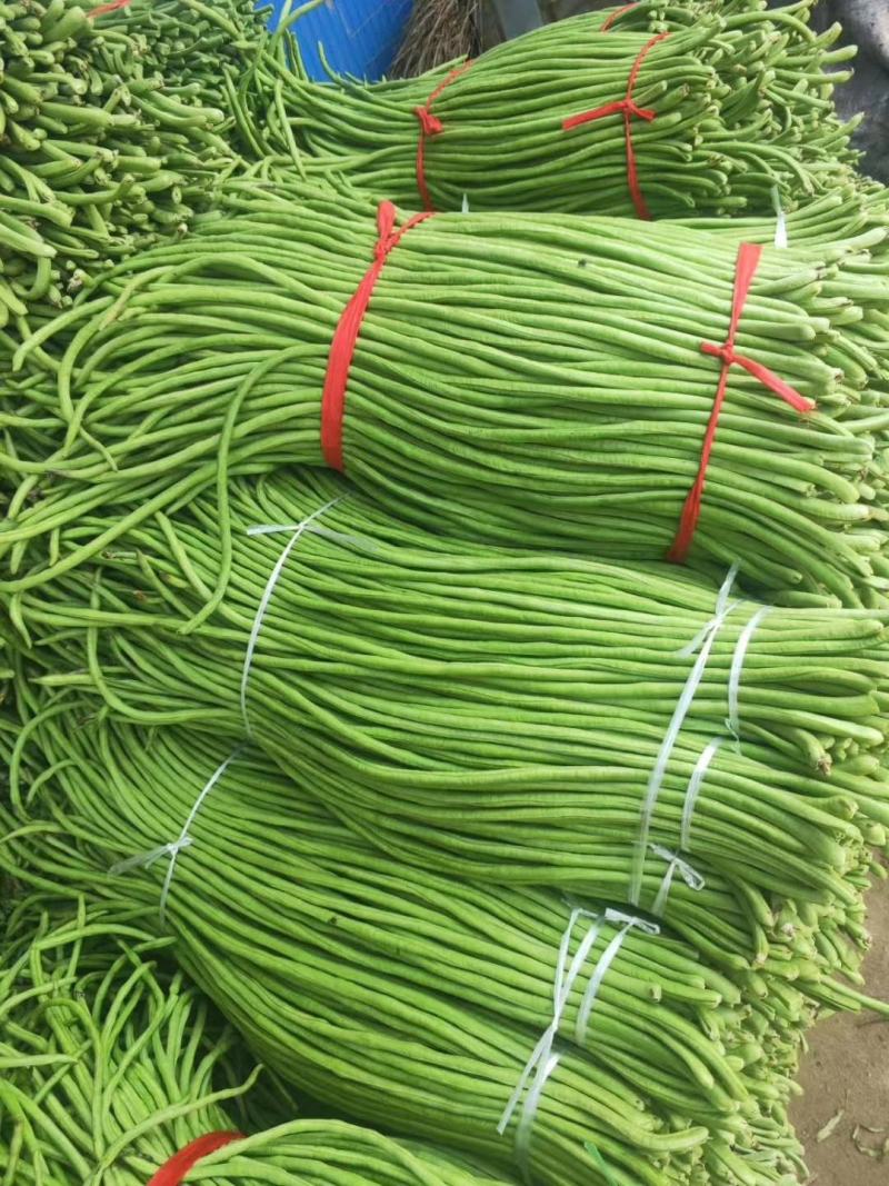 新野本地豇豆大量出货，颜色绿，产地直供，货优价廉